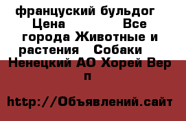 француский бульдог › Цена ­ 40 000 - Все города Животные и растения » Собаки   . Ненецкий АО,Хорей-Вер п.